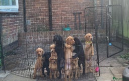 Labrador Retriever dogs for sale: KC LABRADORS - Image 16
