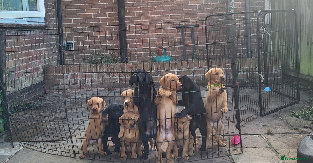Labrador Retriever dogs for sale: KC LABRADORS - Image 16