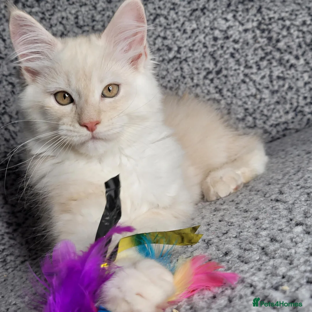 Maine Coon cats for sale: GCCF Registered Maine Coon Boys.  in Wednesbury - Advert 2