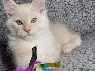 Maine Coon cats GCCF Registered Maine Coon Boys. - Advert 2