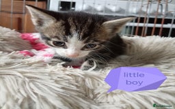 Mixed Breed cats for sale: Kittens gorgeous playful babys - Image 11