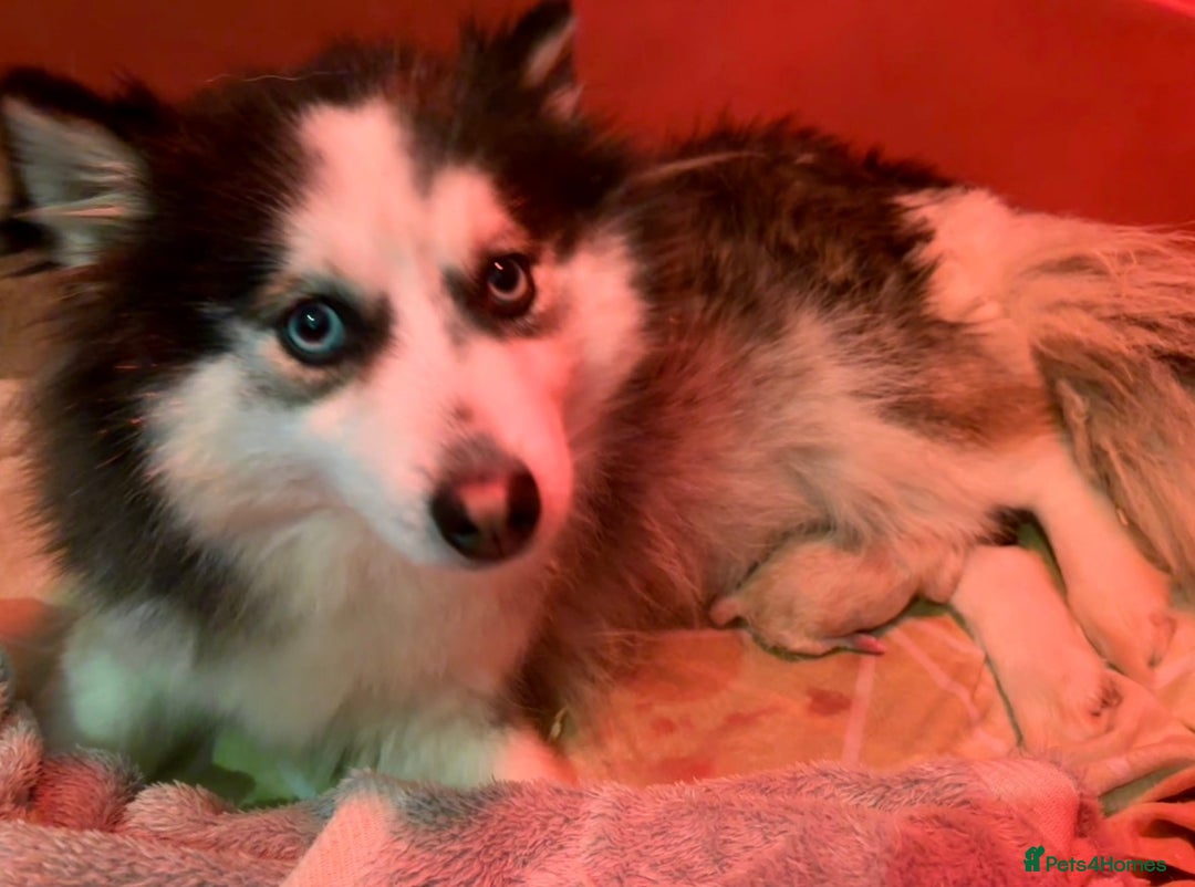 Pomsky dogs for sale: F3 pomsky puppies (Mini husky) - Advert 6