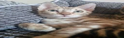 Bengal cats for sale: TICA Genetic Health Tested Kittens - Advert 28