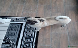 Pug dogs for sale: Porscha requires new home as moving abroad  - Image 5