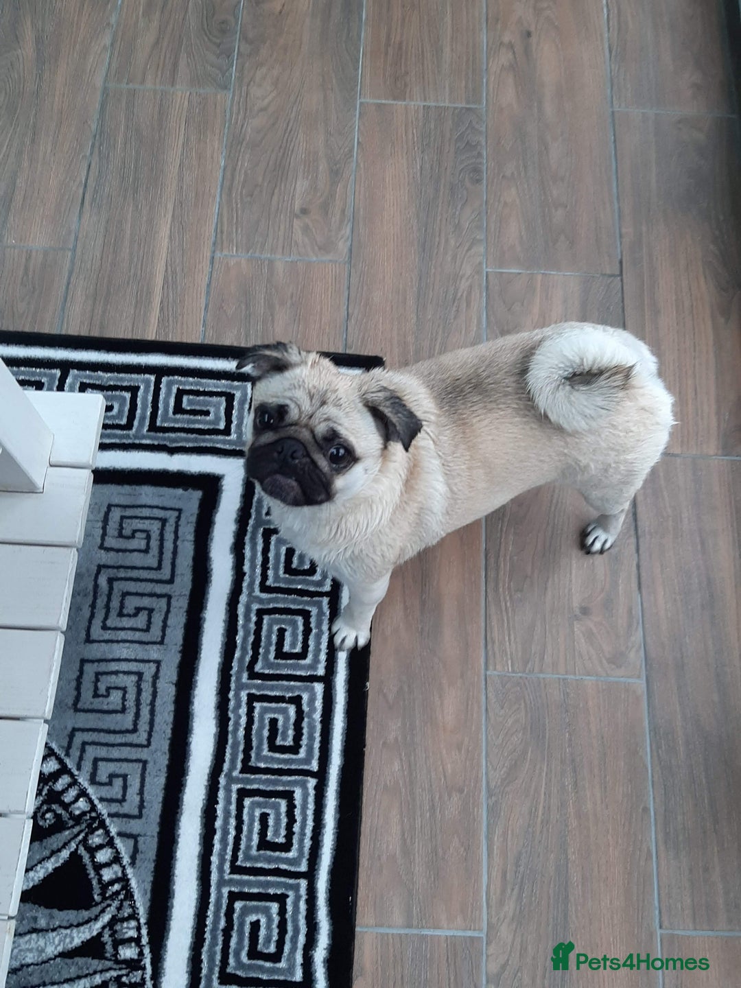Pug dogs for sale: Porscha requires new home as moving abroad  - Image 5