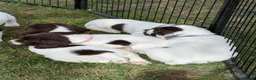 English Springer Spaniel dogs for sale: Working Springer Spaniels  - Advert 8