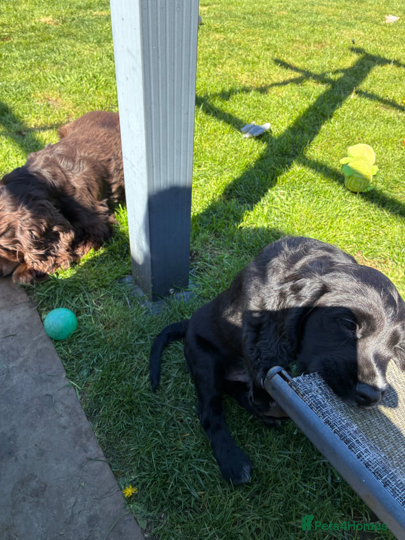 Cocker Spaniel dogs 2 black and white boys left  - Advert 1