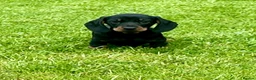 Dachshund dogs for sale: Beautiful Miniature Dachshund Puppies  - Advert 10