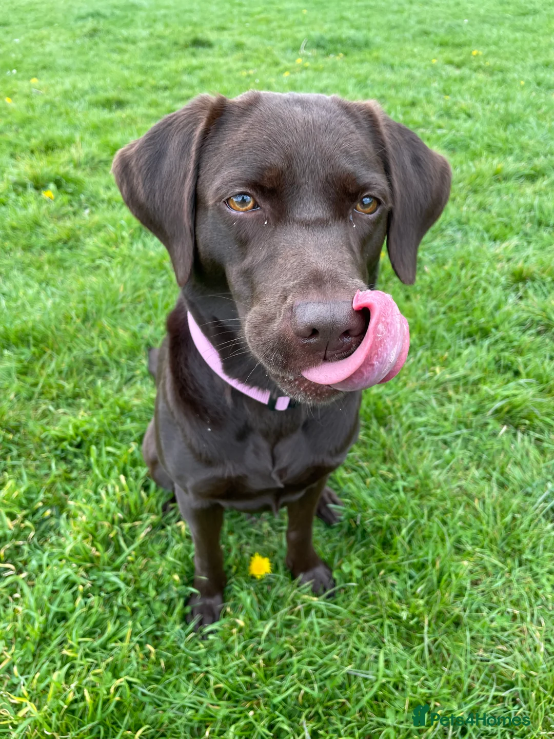 Labrador Retriever dogs for sale: Chocolate female Labrador  - Advert 18
