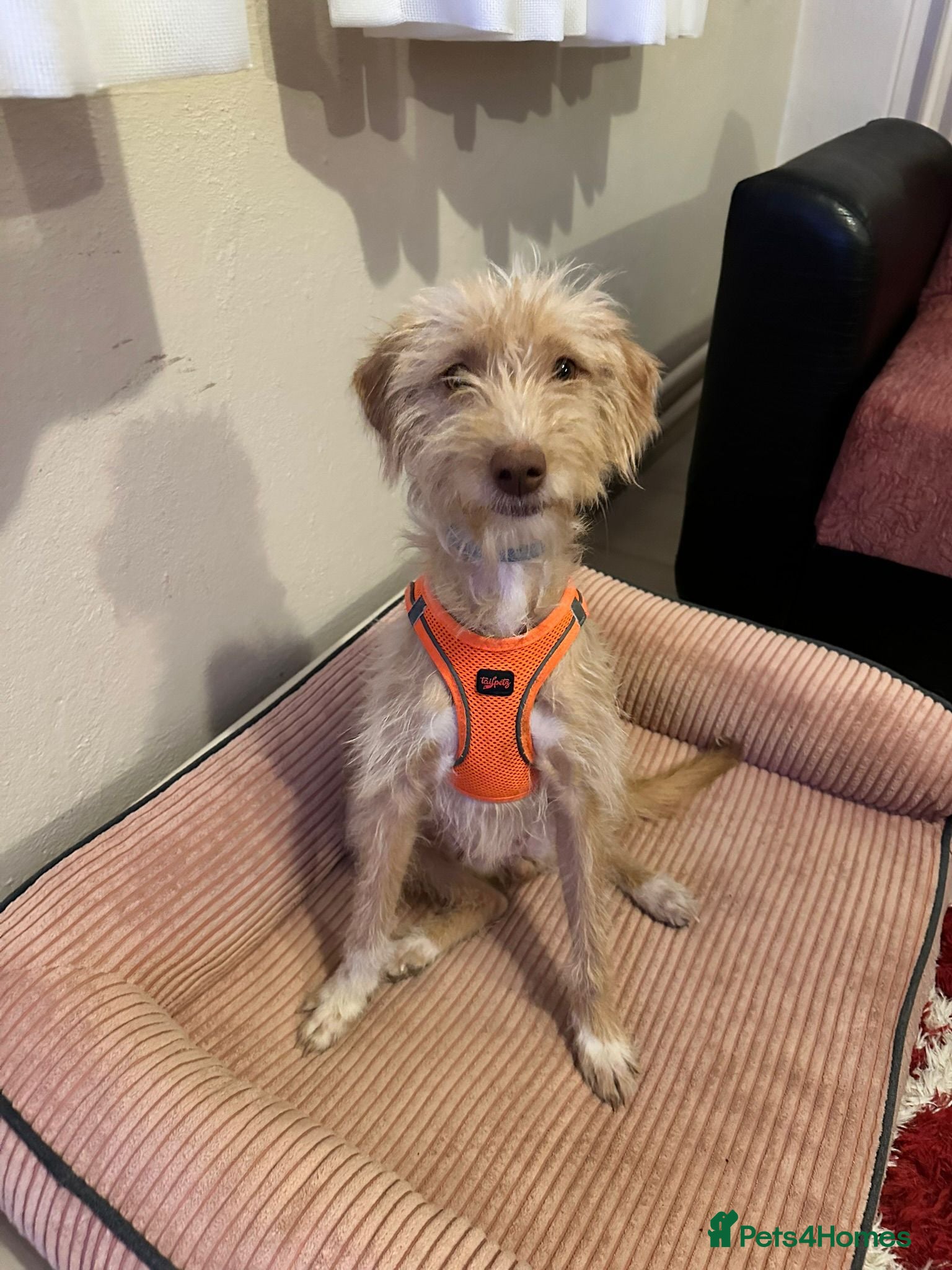 Mixed Breed dogs Bal (Honey) –  Terrier Looking for Her Home - Advert 11