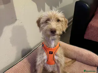 Mixed Breed dogs Bal (Honey) – Terrier Looking for Her Home - Advert 11