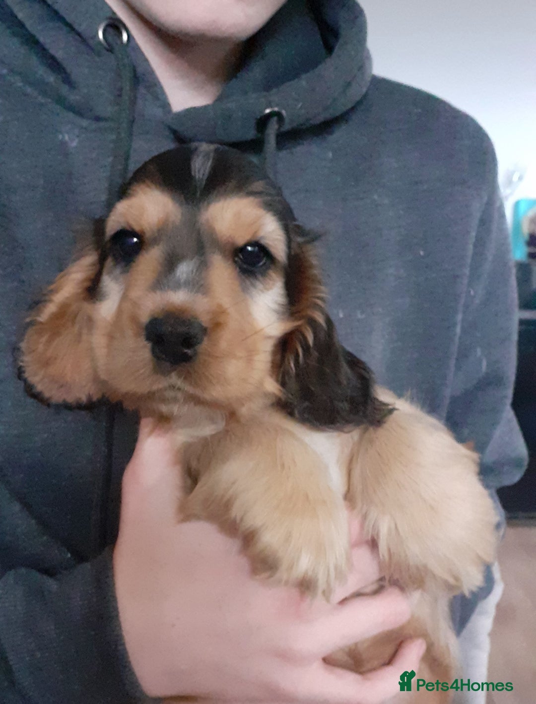 Cocker Spaniel dogs for sale: Lovely little boy Show Cocker - Image 1
