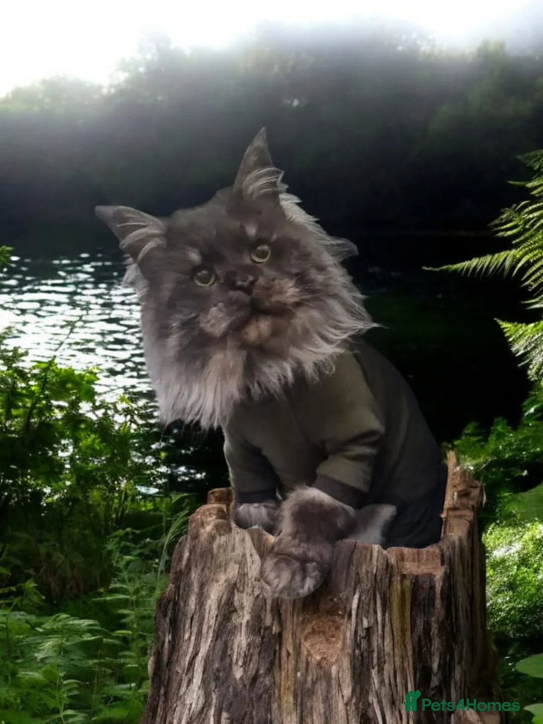 Maine Coon cats for sale: Beautiful Black Smoke Male - Advert 6