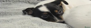 Jack Russell 1