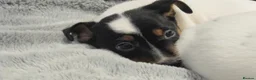 Jack Russell dogs for sale: Top Quality Jack Russell puppies  - Advert 10
