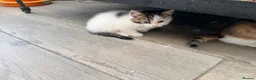 Persian cats for sale: Last little half Persian boy , ready now - Advert 2
