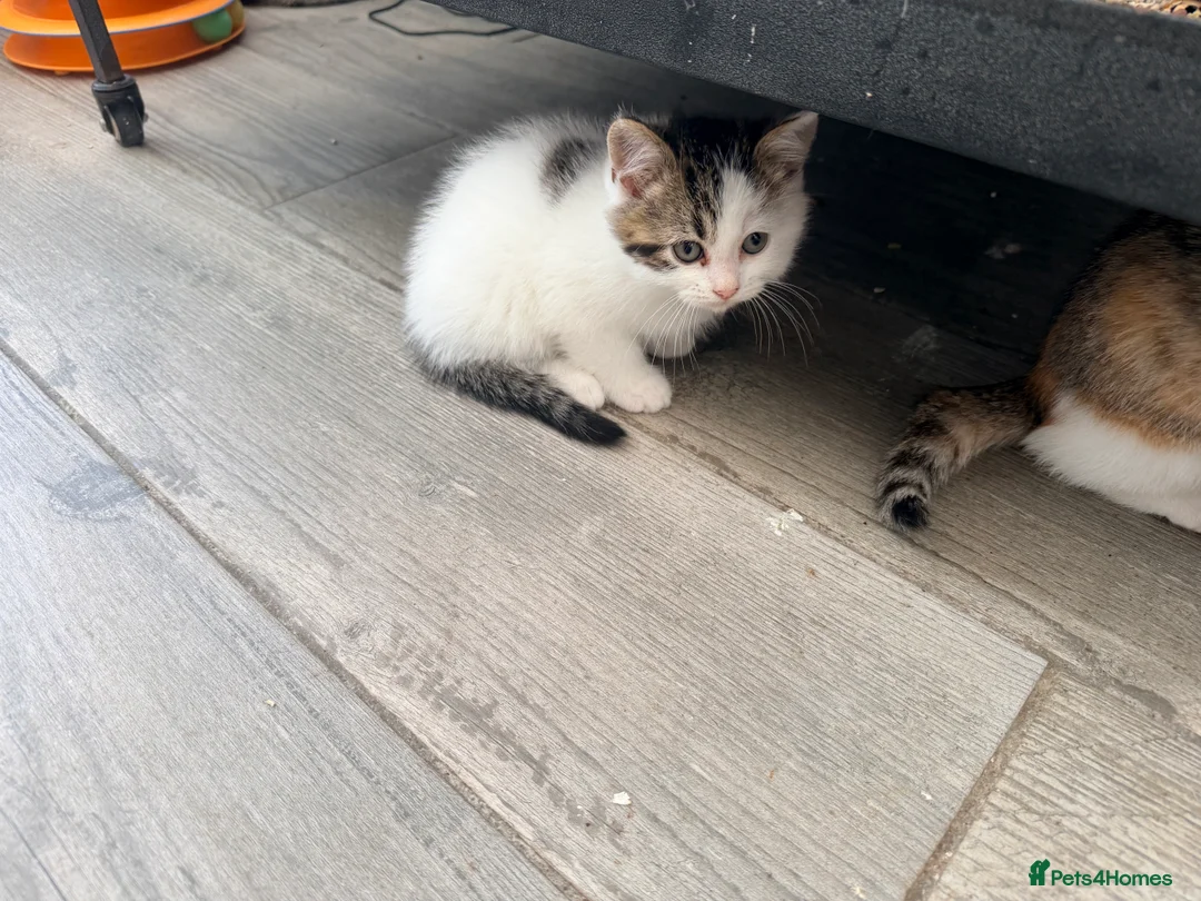 Persian cats for sale: Last little half Persian boy , ready now - Advert 2