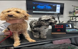 Labradoodle dogs for sale: F1b Miniature Labradoodles  - Image 5
