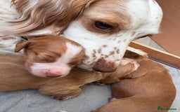 Cocker Spaniel dogs for sale: Cocker Spaniel Puppies  - Image 10