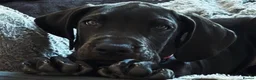 Great Dane dogs for sale: Stunning KC Registered champion bloodline Puppies - Advert 17