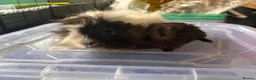 Guinea Pig rodents for sale: Bonded Guinea Pig Boars  - Advert 3