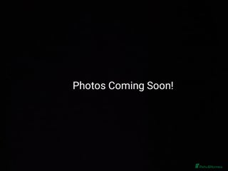 Rat rodents for sale: DEC: 24 Rats For Sale! - Advert 1