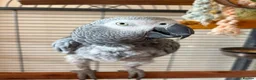 Parrots birds for sale: African grey parrot - Advert 3