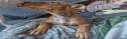 American Bull Staffy dogs for sale: Puppy for rehoming  - Advert 6