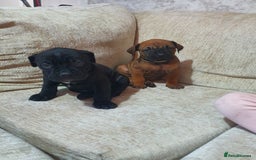 Cane Corso dogs for sale: Cane Corso pups  - Image 2