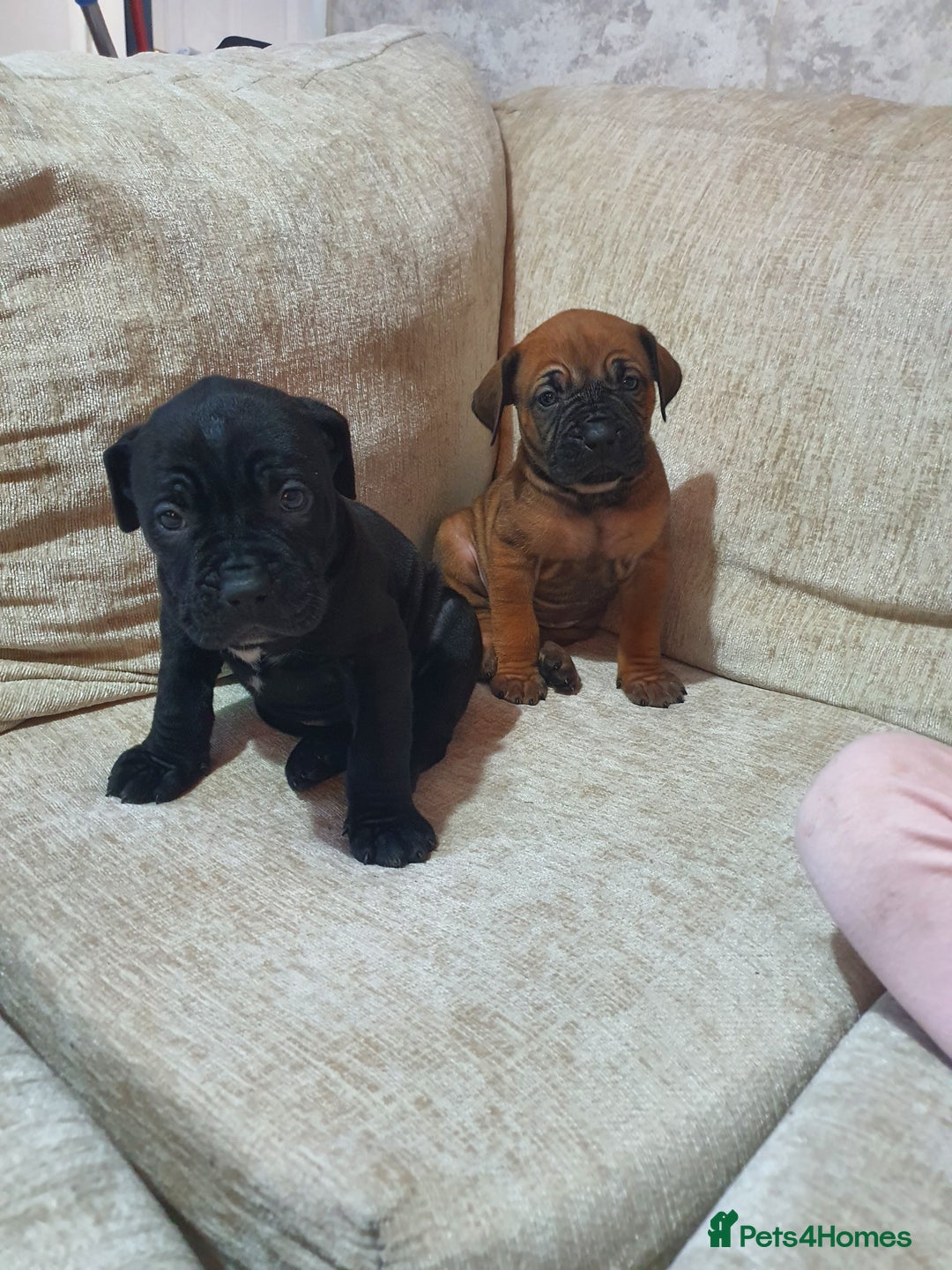 Cane Corso dogs for sale: Cane Corso pups  - Image 2