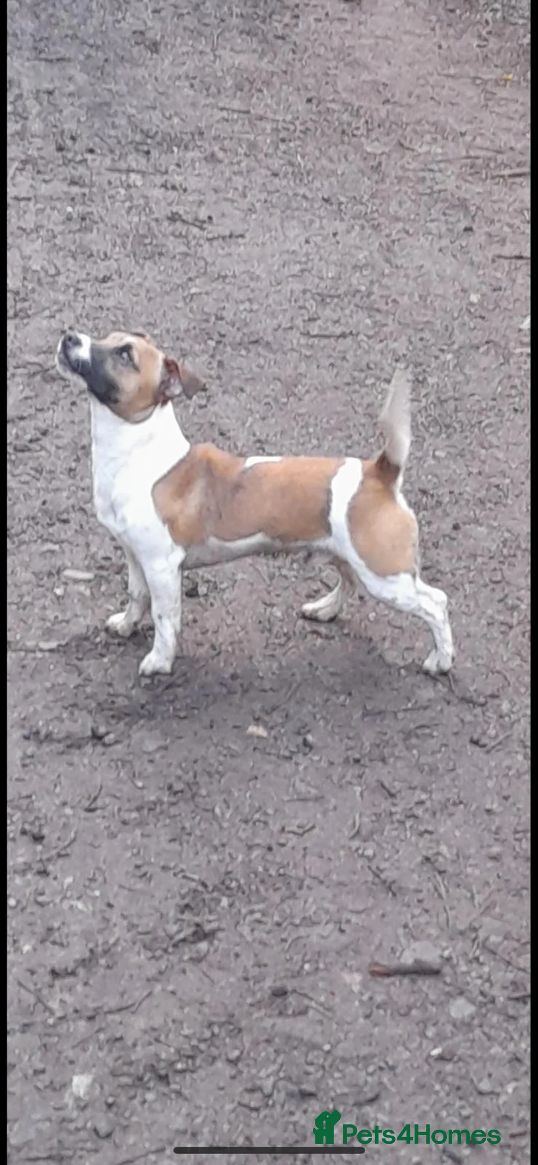 Jack Russell dogs for stud: Miniature Jack Russell for Stud in Newcastle upon Tyne - Advert 10
