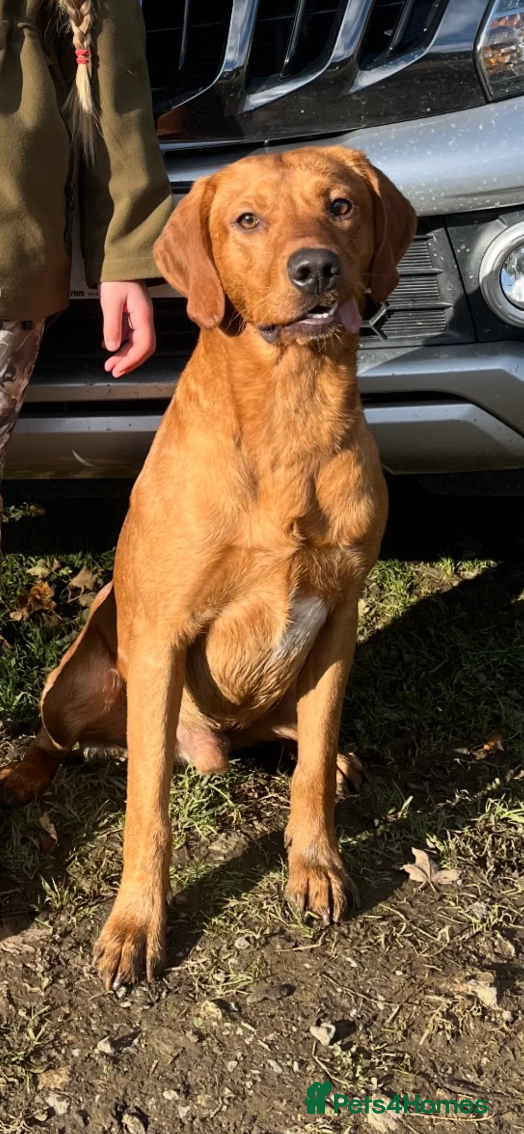 Labrador Retriever dogs for stud: Labrador stud boys in Saltburn-by-the-Sea - Advert 15