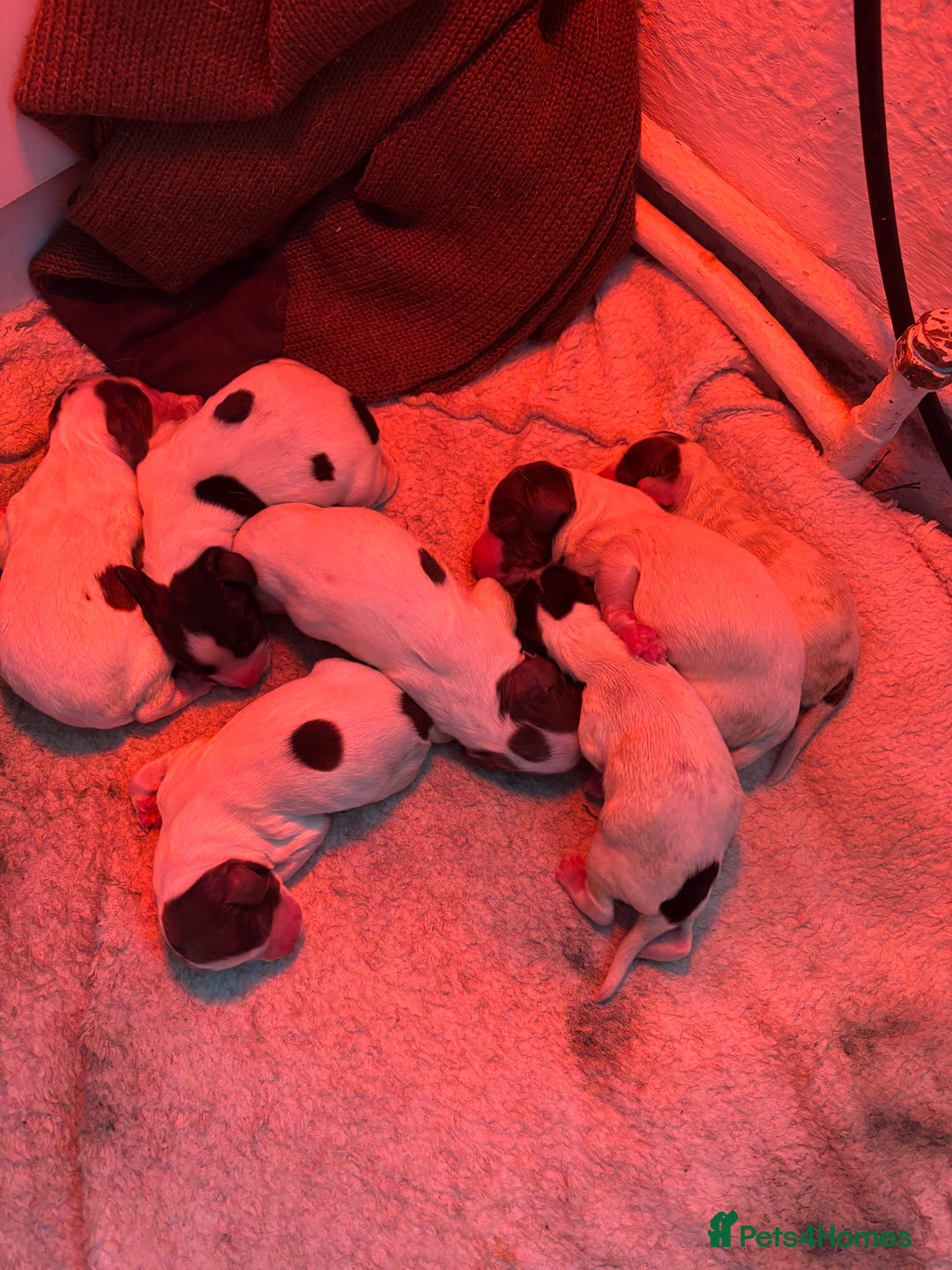 English Springer Spaniel dogs for sale: English Springer Spaniel Puppies  - Advert 29