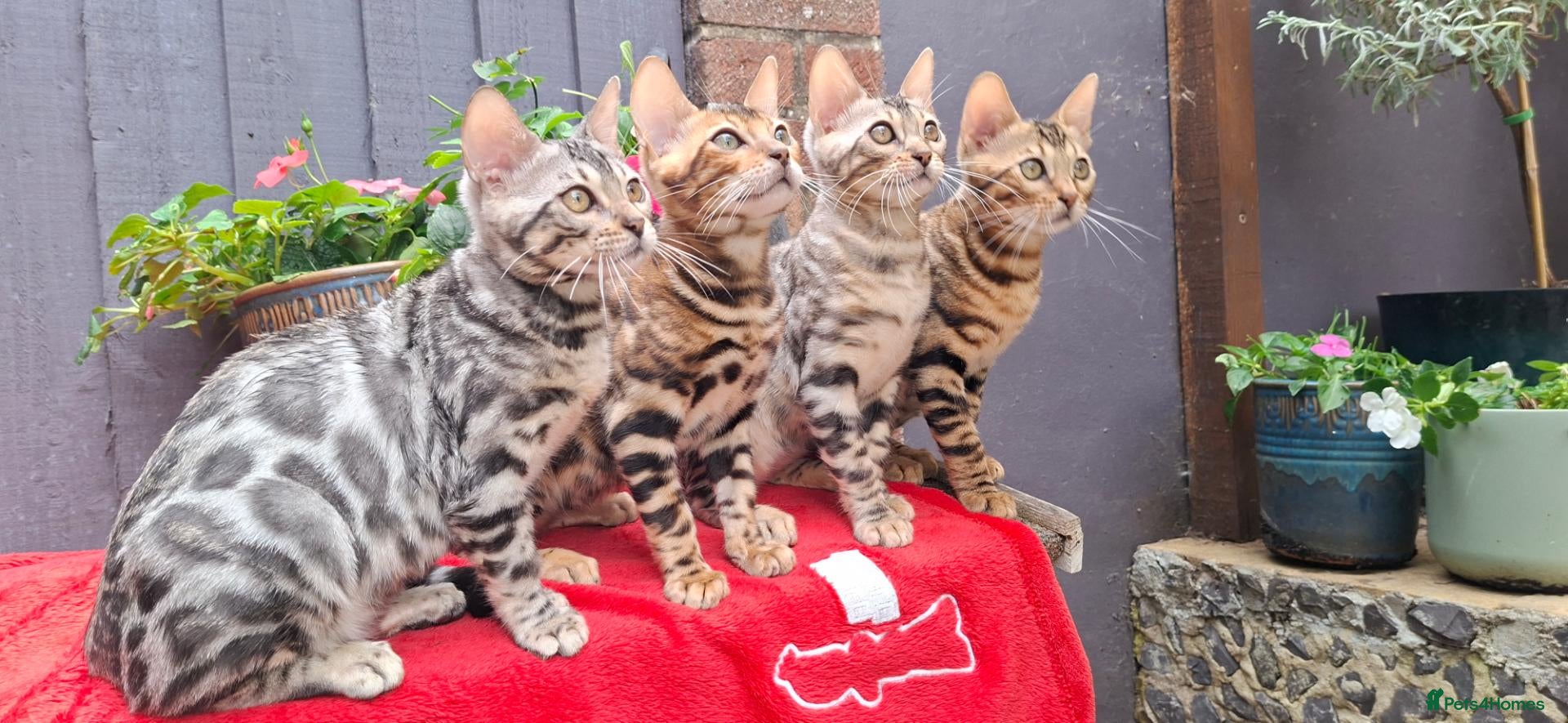Bengal cats Stunning Bengal Kittens  - Advert 16
