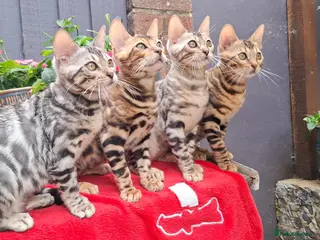 Bengal cats Stunning Bengal Kittens - Advert 16