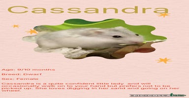 Hamster rodents - Advert 9
