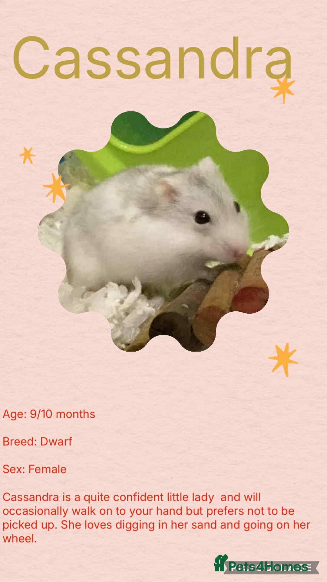 Hamster rodents for sale: Hamster - Image 1