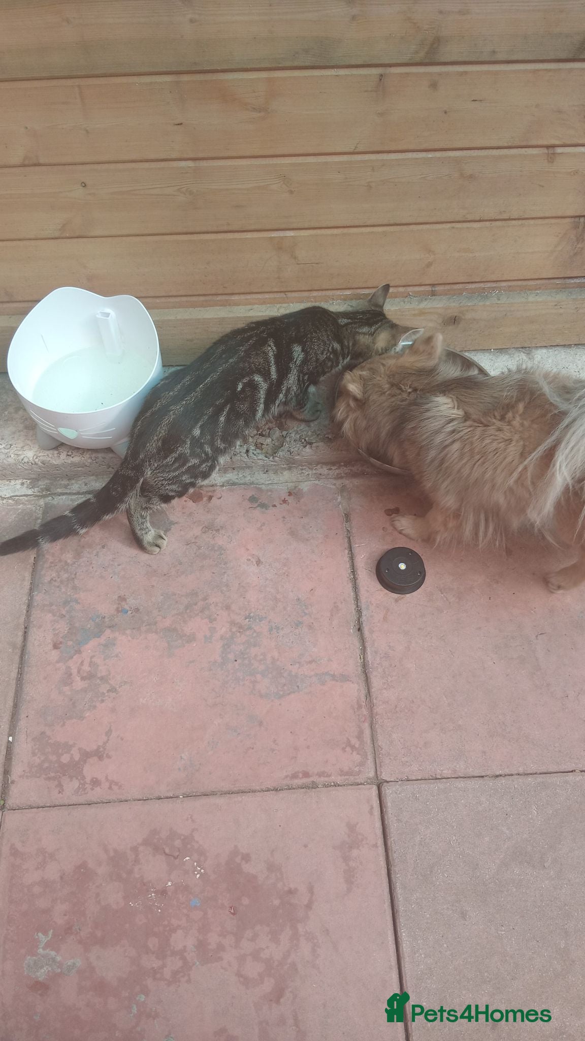 Mixed Breed cats 1 male left one black bengal kitten  - Advert 23
