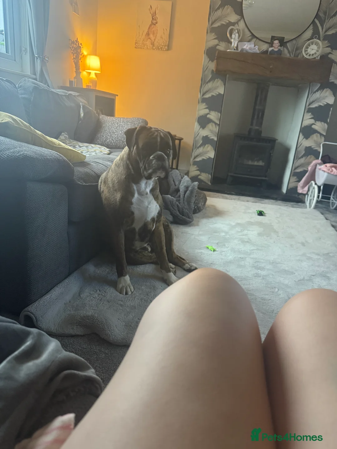 Boxer dogs for sale: The most loving girl looking for a new family  - Advert 5