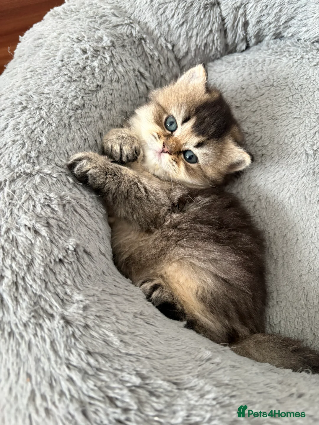 British Shorthair cats for sale: Golden british shorthair/ british longhair kittens - Advert 2