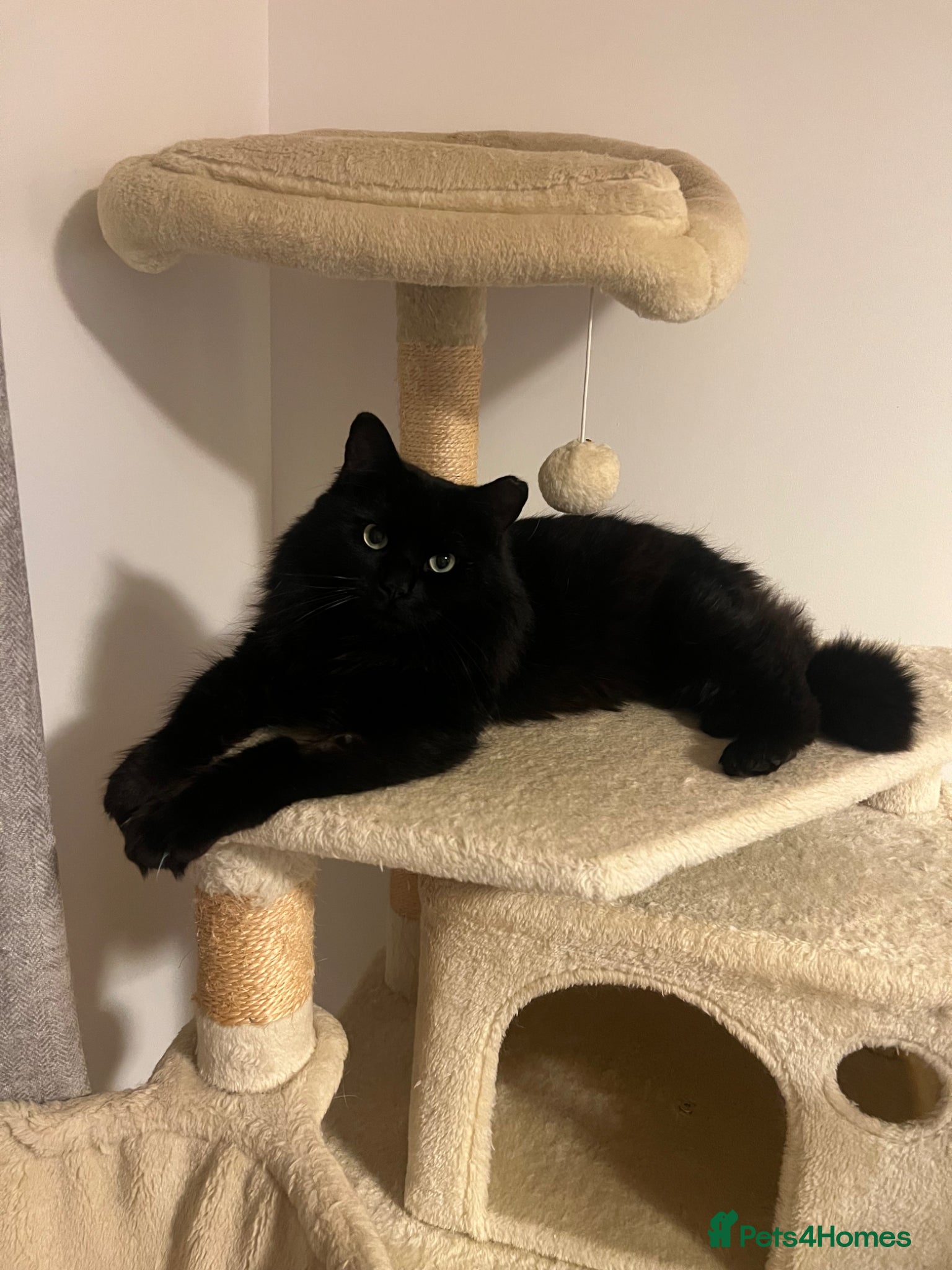 Mixed Breed cats Mylo 4 years old boy  - Advert 3