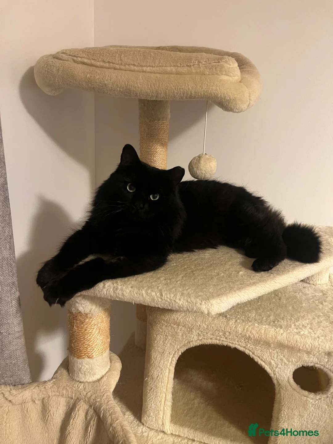 Mixed Breed cats for sale: Mylo 4 years old boy  - Advert 1