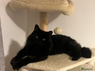 Mixed Breed cats Mylo 4 years old boy - Advert 3