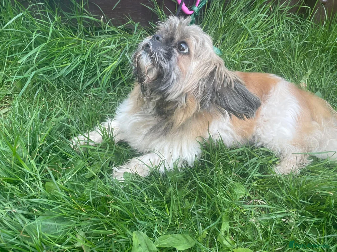 Mixed Breed dogs for sale: Girl puppy  - Advert 1