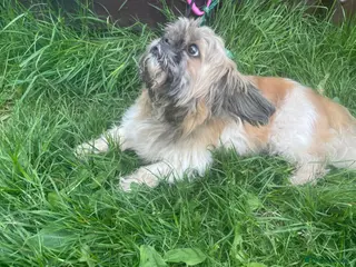 Mixed Breed dogs Girl puppy - Advert 9