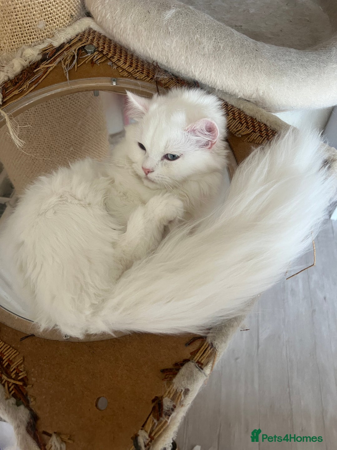 Persian cats for sale: Beautiful Persian ready to go - Image 7