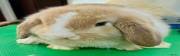 Mini Lop rabbits for sale: Mini Lops for sale READY NOW - Advert 19