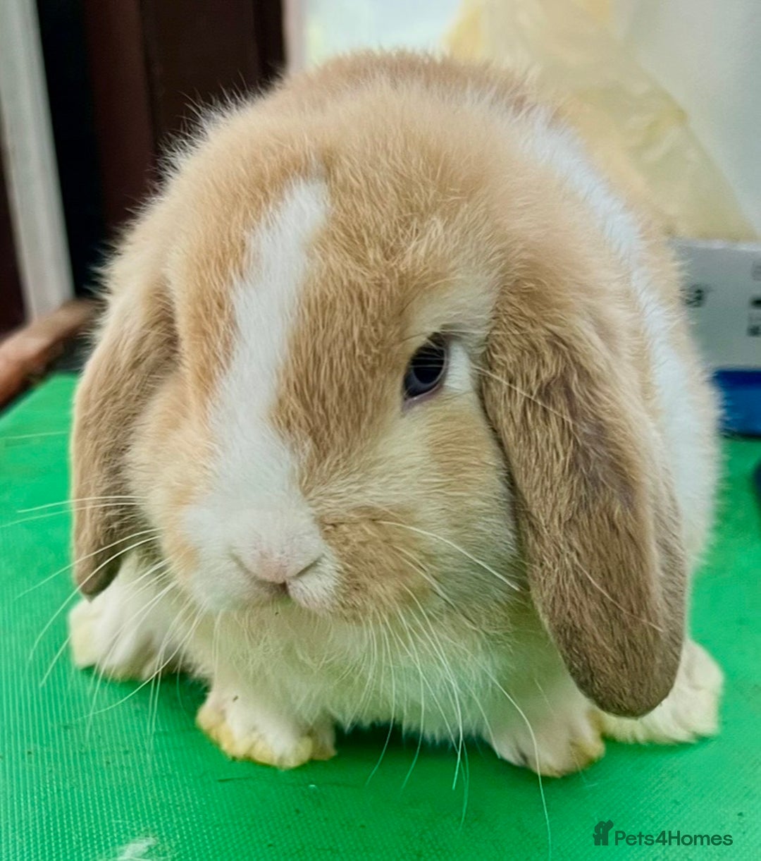 Mini Lop rabbits for sale: Mini Lops for sale READY NOW - Advert 19