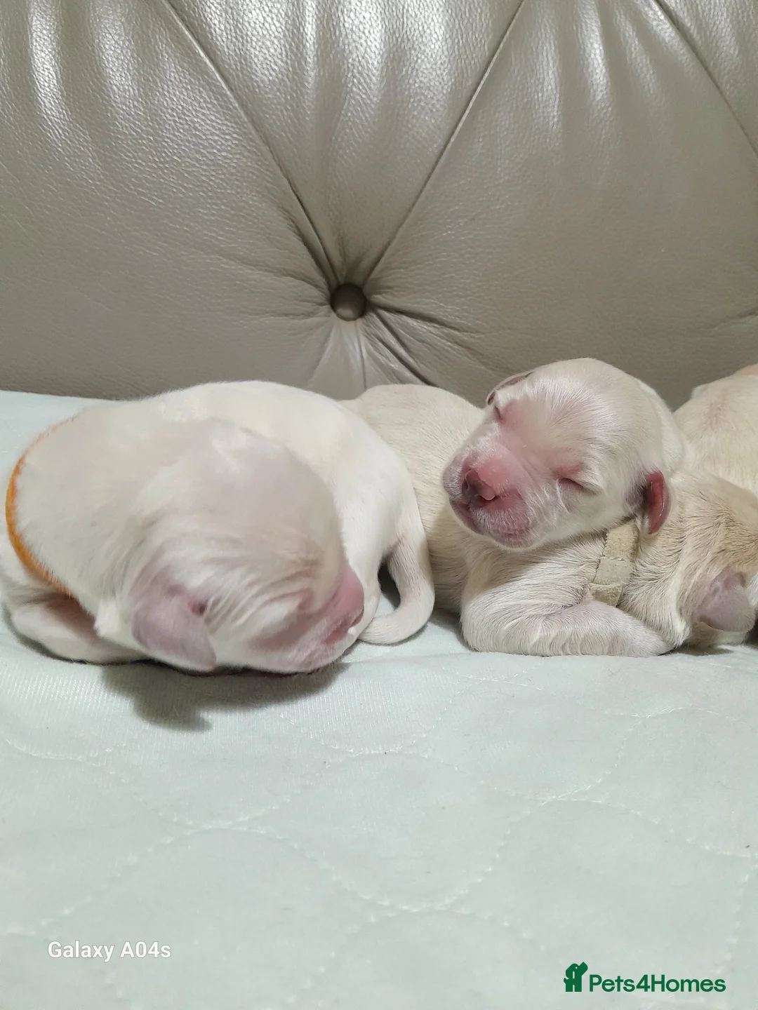 Golden Retriever dogs for sale: Kc golden retriever pups - Advert 2