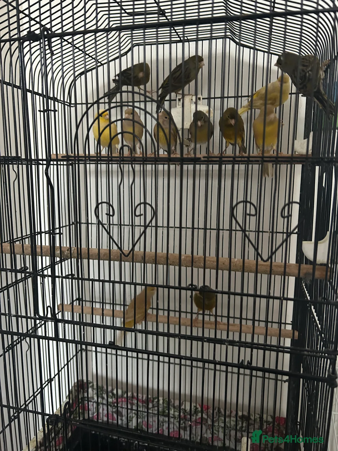 Canaries birds for sale: Canaries mixed colour  - Advert 3